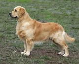 Golden Retriever 9Y186D-072